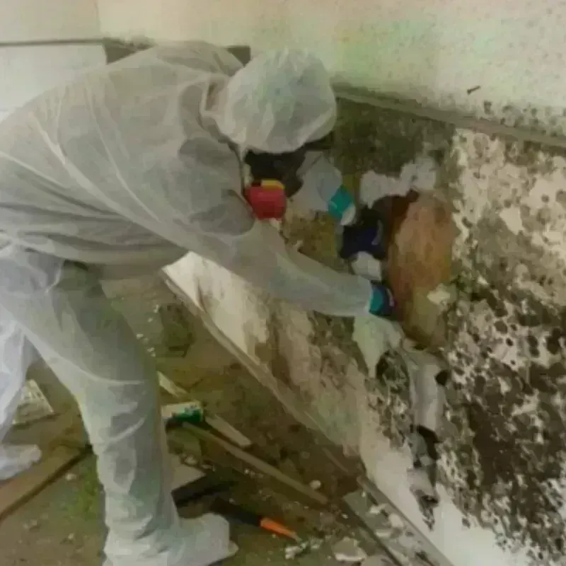 Mold Remediation and Removal in Underwood-Petersville, AL